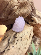 Mini Améthyste cactus